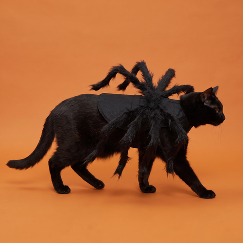 Black cat walking in the spider Halloween costume, side view, orange background